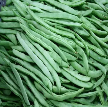 四季豆