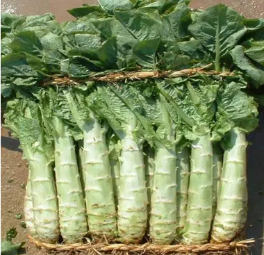 淨莴筍